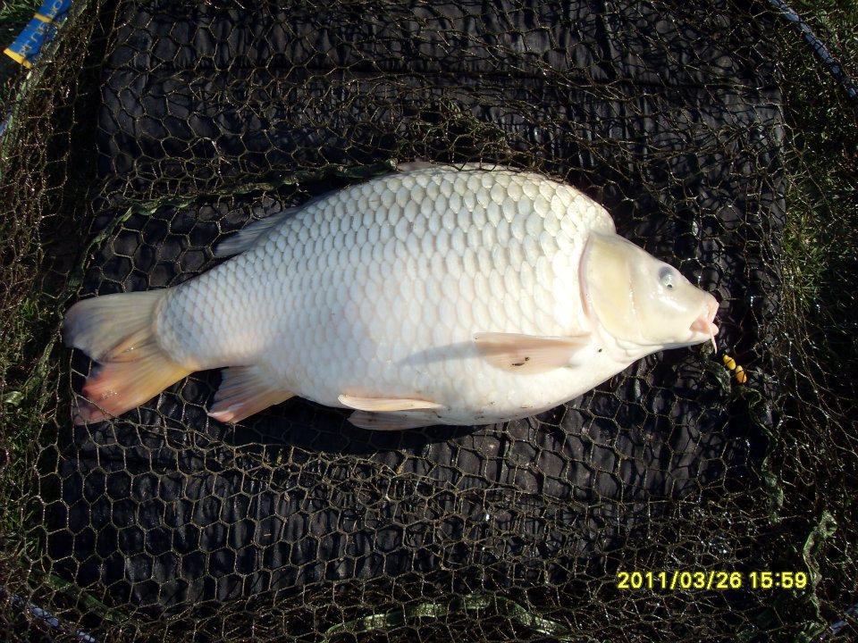 Crapturi - 377123107366376045422911137283n.jpg